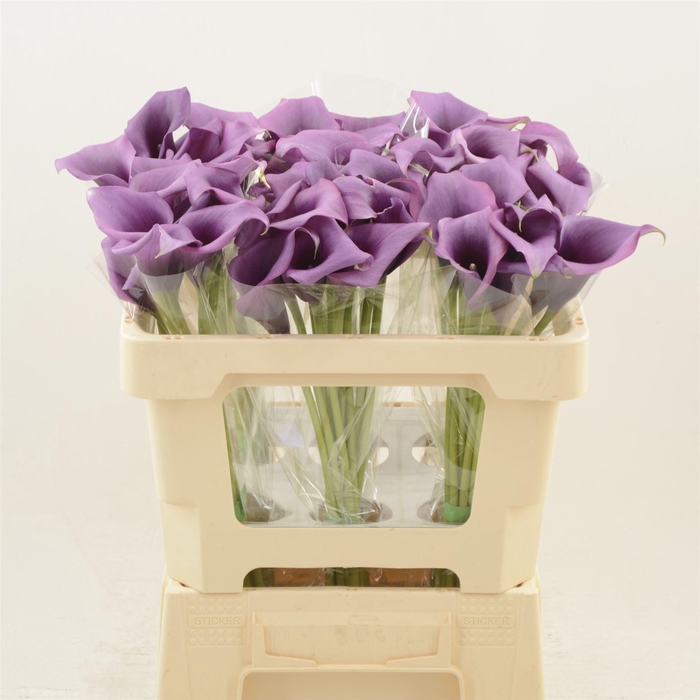 <h4>CALLA  'DURBAN'</h4>