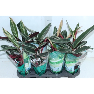 CALATHEA TRIALSTAR P12