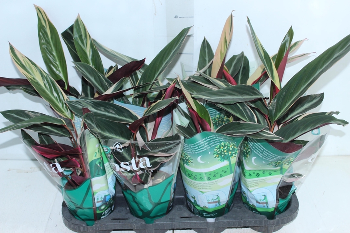 <h4>CALATHEA TRIALSTAR P12</h4>