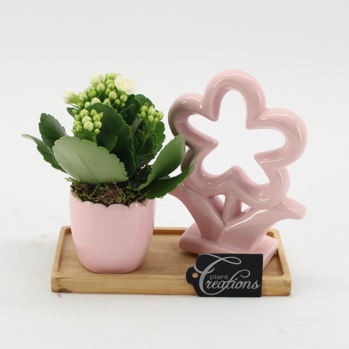 <h4>ESCR-2604W Essentials</h4>