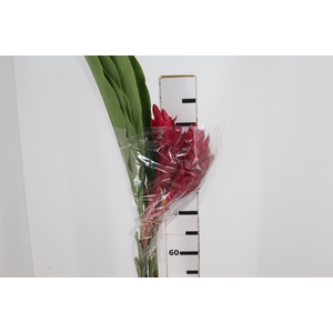 ALPINIA PURPURATA VERMELHA