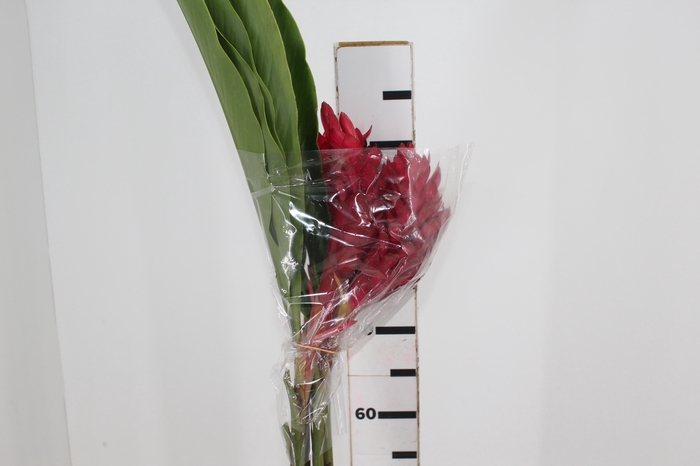 ALPINIA PURPURATA VERMELHA