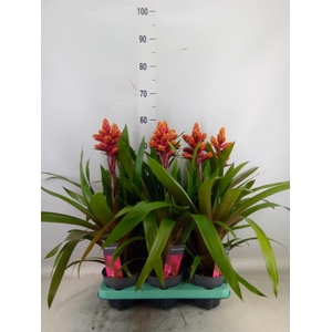 Guzmania   ...