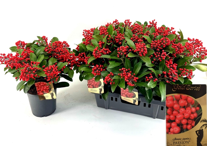 <h4>SKIM J PASSION</h4>