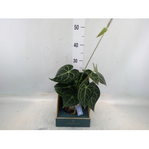 Anthurium clarinervium