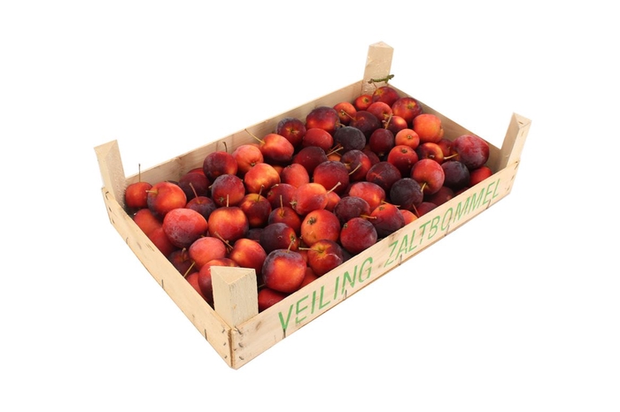 <h4>Appels Rood 5 Kg</h4>