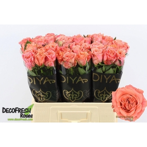 ROSA GR 'BLUSHING REEVA'