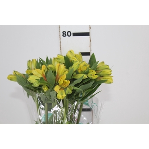 ALSTROEMERIA CARIBBEAN 080 CM