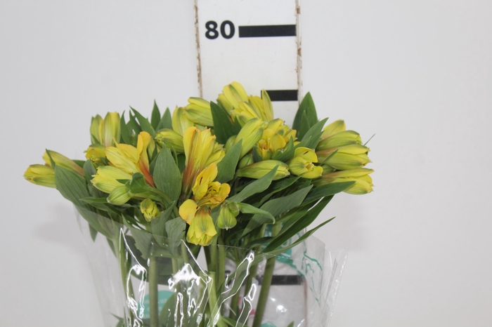 ALSTROEMERIA CARIBBEAN 080 CM