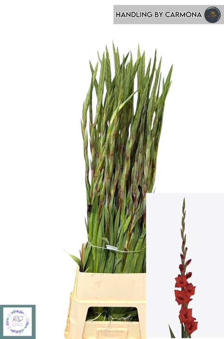 <h4>GLAD GR COSTELLO</h4>