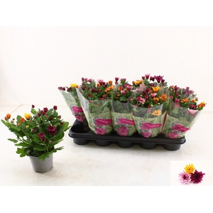 CHRYS MO AUB GEM POT