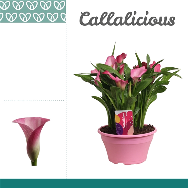 <h4>Zantedeschia Roze in ton-sur-ton Schaal Ariel</h4>