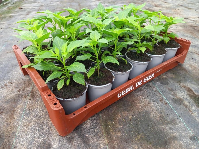 de Gier Groenteplanten 300-E Peper Habenero/Adjuma geel (met etiket) - 24 planten