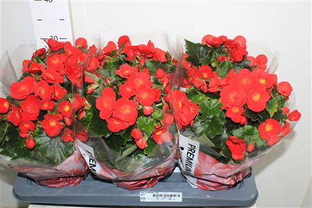 <h4>Beg Hl Belove Red</h4>