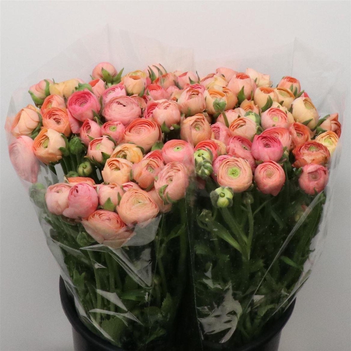 <h4>Ran El Salmon Super</h4>