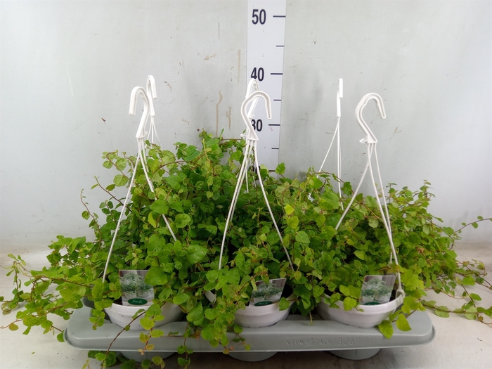 <h4>Ficus pumila 'Sunny Green'</h4>
