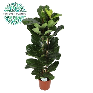 Ficus Lyrata, 2pp, p27