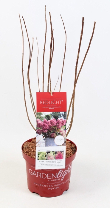 <h4>Hydrangea Paniculata (Gardenlight) Redlight 23 cm</h4>