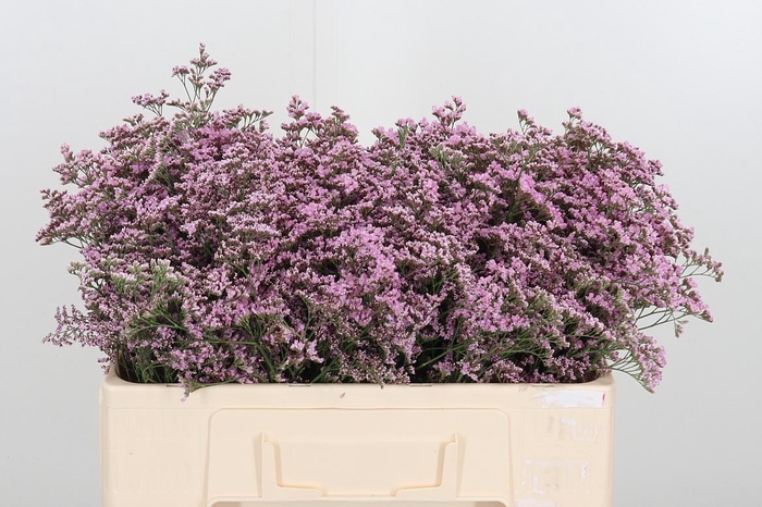 <h4>Lim Saf Oshi Pink</h4>