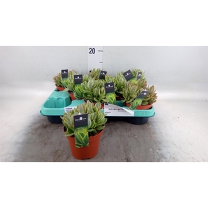 Crassula ...