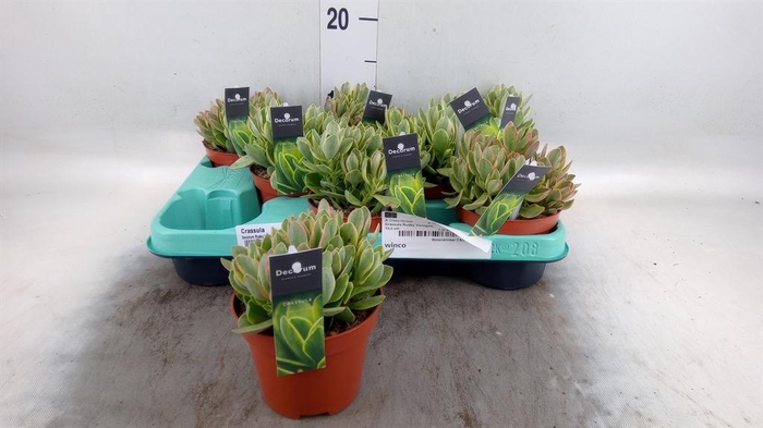 <h4>Crassula ...</h4>