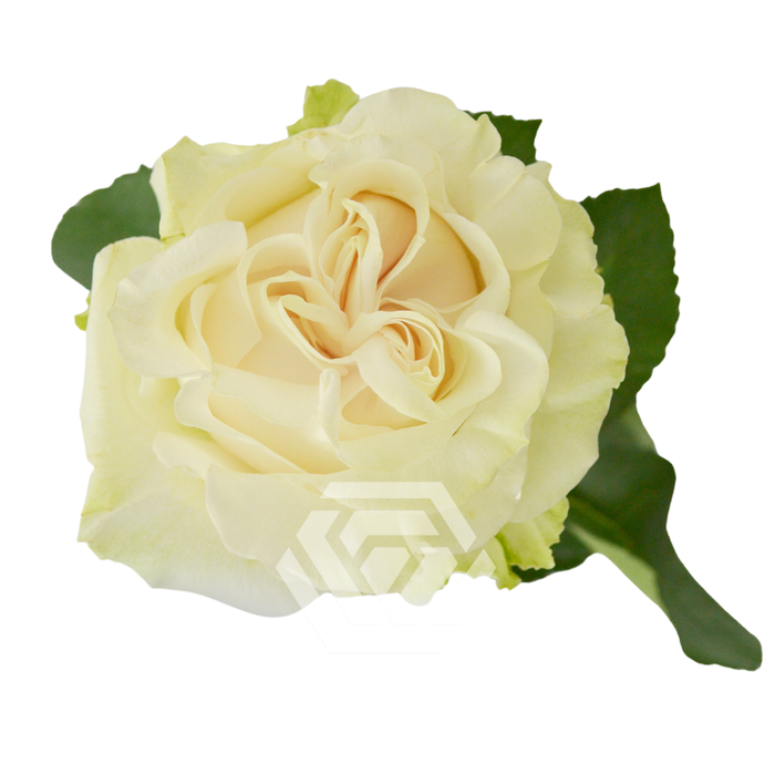 R GR COTTON X-PRESSION Tessa