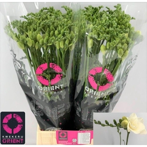 Freesia du Belleville