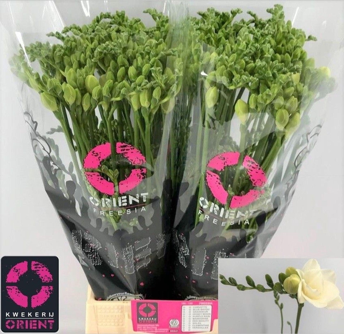 <h4>Freesia du Belleville</h4>