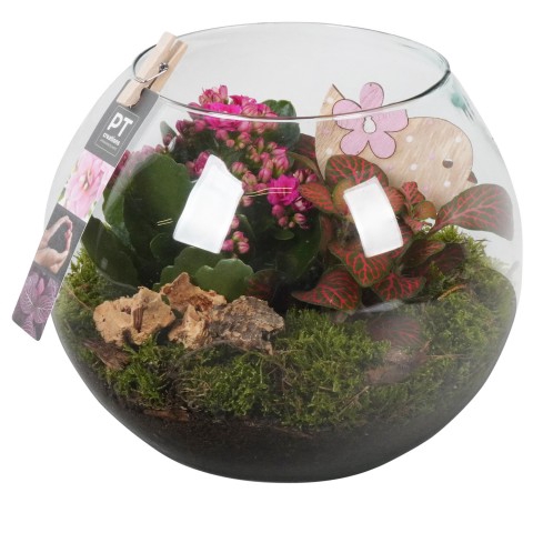 <h4>PTIG6851 Arrangementen kamerplanten</h4>