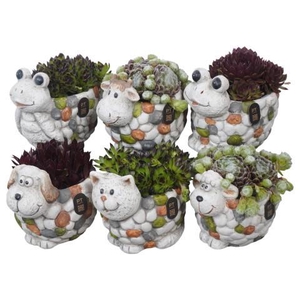PTS7479 Arrangement Sempervivum in terracotta mix
