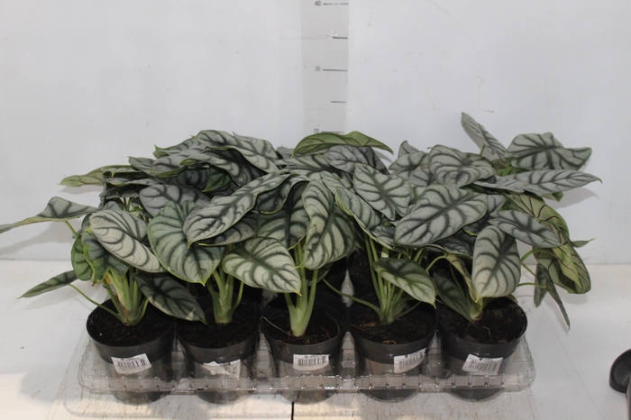 <h4>ALOCASIA SILVER DRAGON P12</h4>