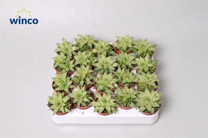 <h4>Haworthia Turgida</h4>