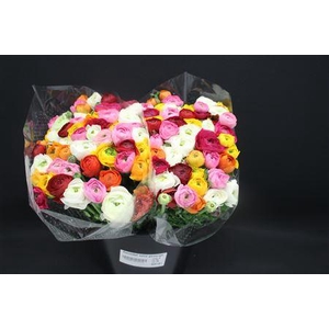 Ranonkel Extra Gemengd