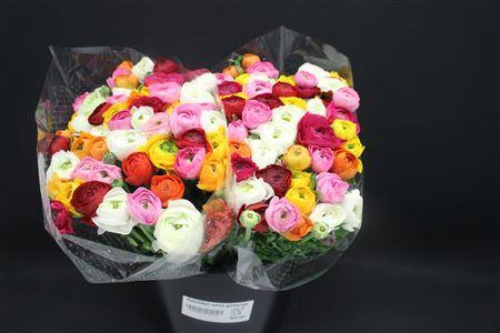 <h4>Ranonkel Extra Gemengd</h4>