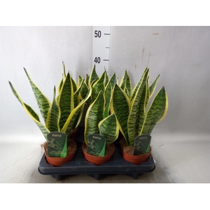 Sansevieria trifa. 'Futura Superba'