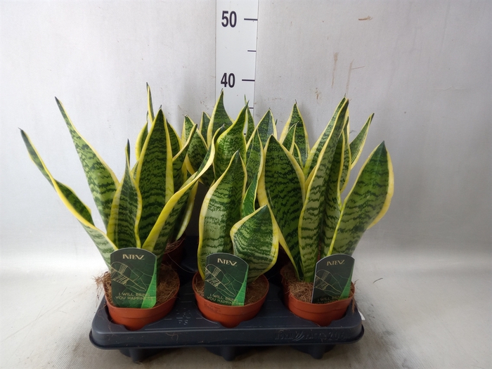 <h4>Sansevieria trifa. 'Futura Superba'</h4>