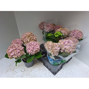 HYDR M REMBR BEL PES