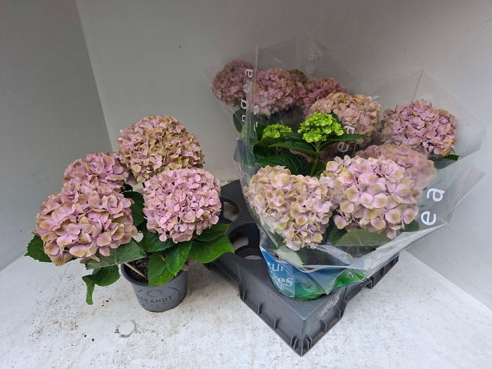 <h4>HYDR M REMBR BEL PES</h4>