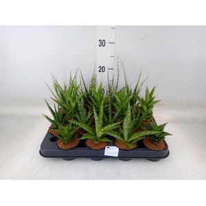 Sansevieria   ...