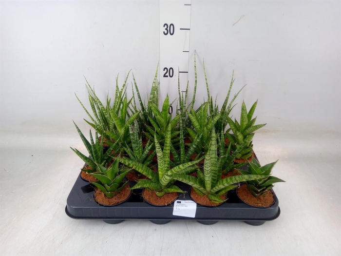 <h4>Sansevieria   ...</h4>