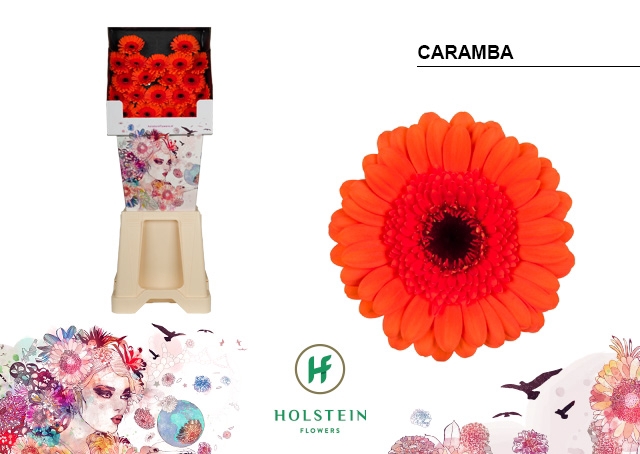 <h4>Germini diamond caramba</h4>