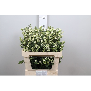 Sympho Mag Lemon Lime
