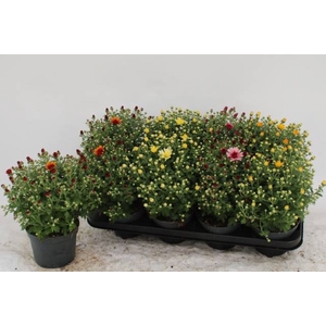 CHRYS GARDEN MUMS GM