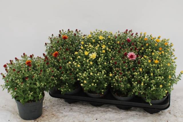 <h4>CHRYS GARDEN MUMS GM</h4>