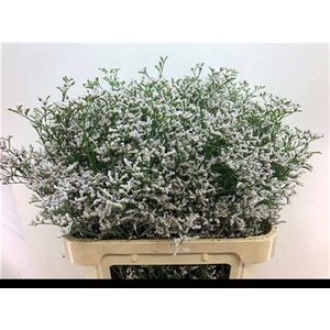 LIM WHITE NETO 80/60GR
