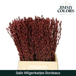 Salix Katjes L50 Bordeaux
