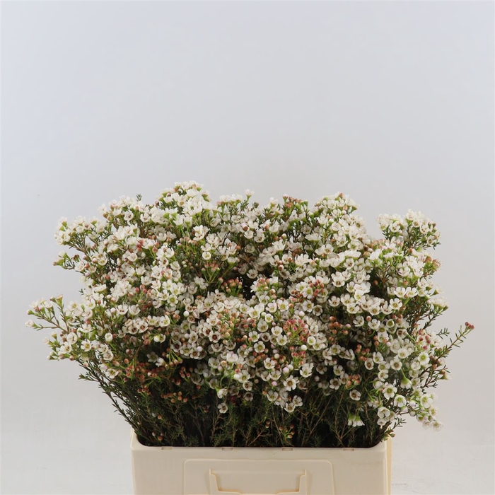 <h4>Chamelaucium Ella</h4>