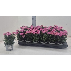 DIAN OSC PINK PURPLE