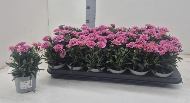 <h4>DIAN OSC PINK PURPLE</h4>