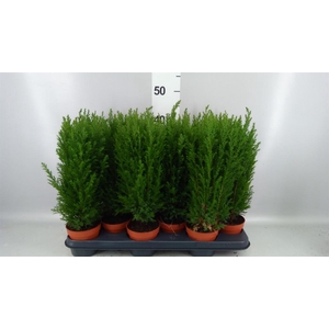 Chamaecyparis laws. 'Ellwoodii'